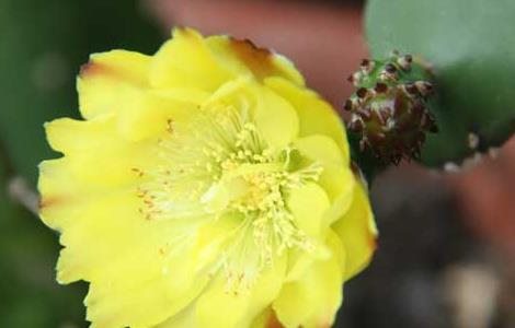 仙人掌的作用有哪些？