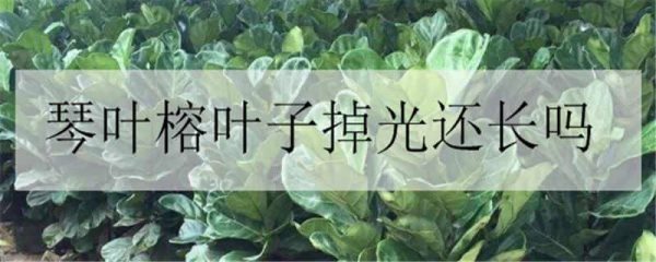 琴叶榕叶子掉光还长吗?