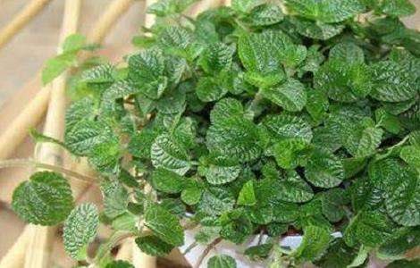 吸毒草真的能吸甲醛吗?