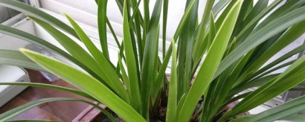 兰草叶子发焦怎么多久？