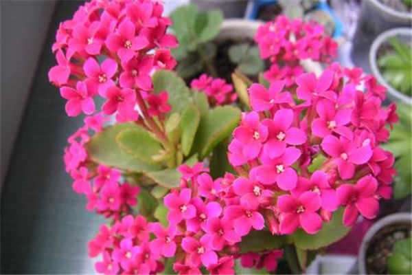 长寿花冬季可以在室外吗 会冻死吗？