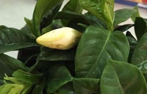 栀子花叶子蔫了怎么办？