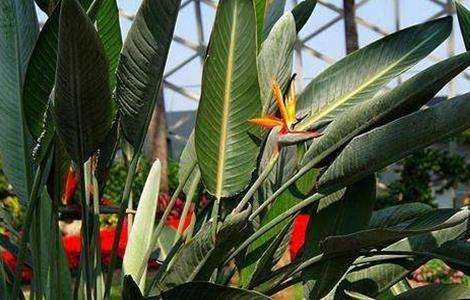 鹤望兰不开花是什么原因？