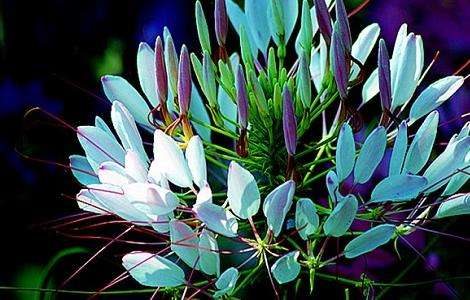 醉蝶花的花语是什么？