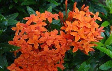 龙船花养殖注意什么？