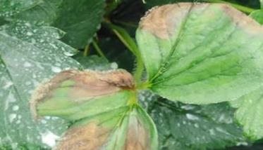 草莓灰霉病的危害症状、防治方法与注意事项