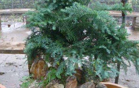 盆栽澳洲杉怎么养？