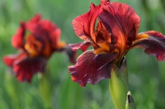 鸢尾花是马莲花吗？