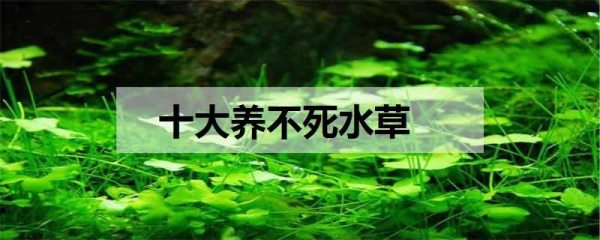 十大养不死水草 哪些水草养不死