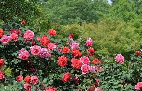 月季花的养殖方法介绍