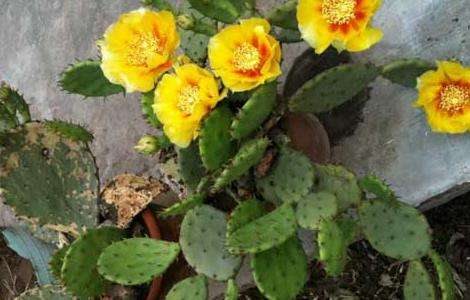 仙人掌的作用有哪些？