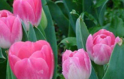 盆栽郁金香怎么养？