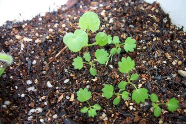 草莓种子怎么育苗 育苗方法是什么?