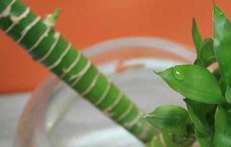 富贵竹的修剪多久?