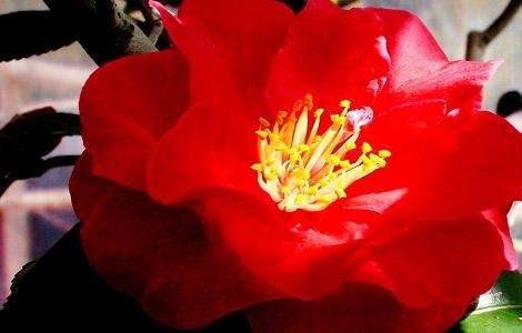 茶花叶子长黑斑怎么办？