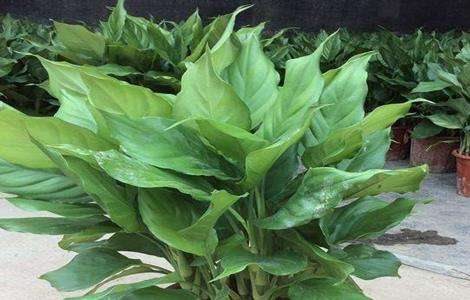 万年青养殖方法和注意事项