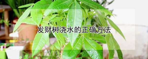 发财树浇水的正确方法