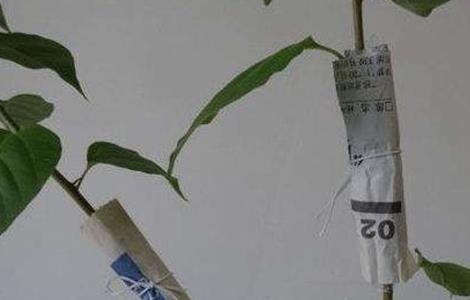 一品红的繁殖多久?