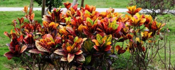 变色木掉叶子的原因？