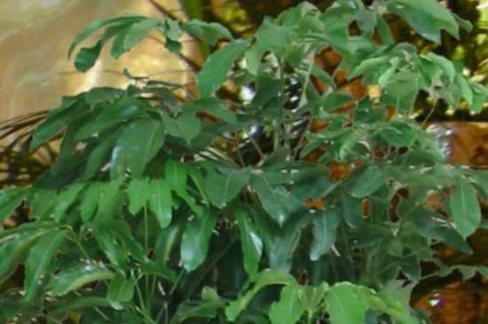 元宝树的叶子发黄干枯掉落什么原因？