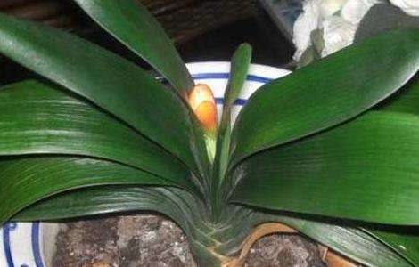 君子兰夹箭怎么办？