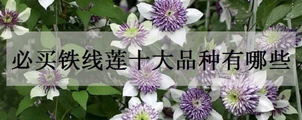 必买铁线莲十大品种有哪些?