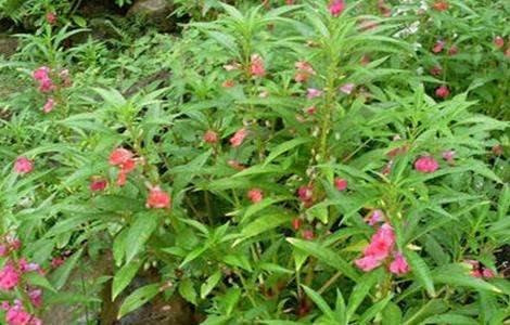 凤仙花烂根是怎么回事