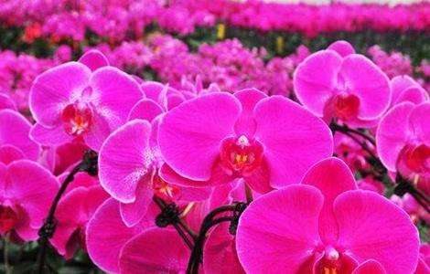 蝴蝶兰养殖多久？