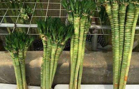 观音竹叶子发黄怎么办？