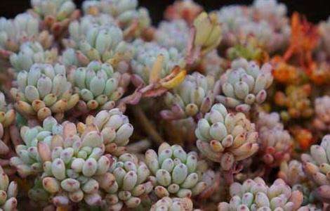 蓝豆的养殖多久？