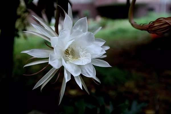 昙花插扦教程 昙花要怎么扦插
