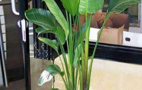 鹤望兰不开花是什么原因？