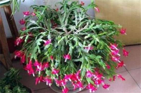 假昙花叶子发蔫怎么办 光照换土洒药预防病虫
