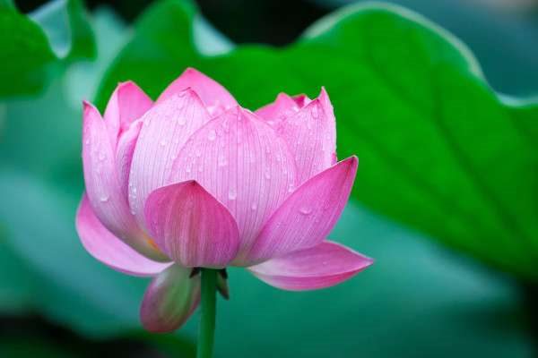 水培荷花需要栽栽泥里面吗