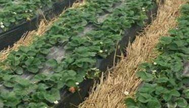 草莓的防寒越冬管理多久?