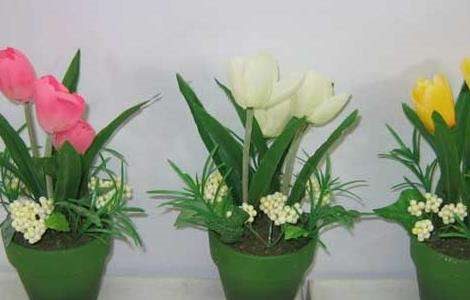 盆栽郁金香怎么养？