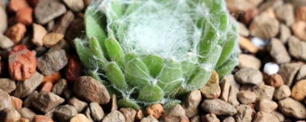 蛛丝卷绢的丝再生吗？