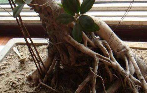 榕树盆景的养殖多久？