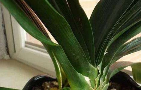 君子兰烂心怎么多久？