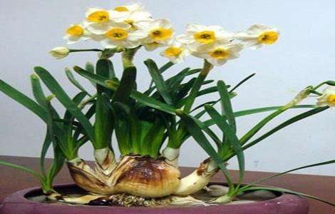 水仙花的养殖方法和注意事项