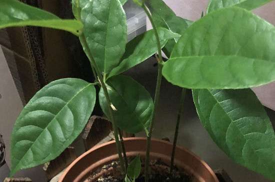 菠萝蜜种花盆里能结果吗？
