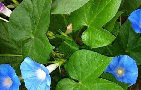 牵牛花的养殖多久？