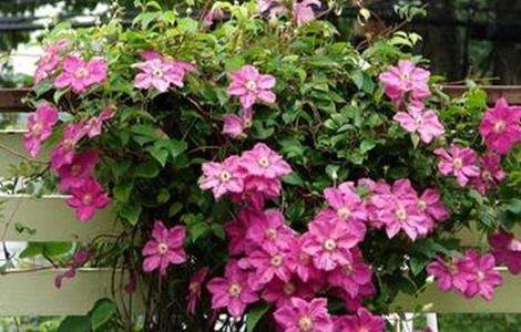 铁线莲的养殖多久?