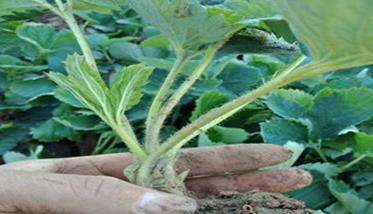 草莓种植技术要点与具体种植步骤