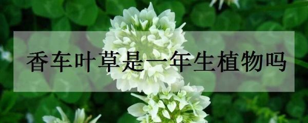 香车叶草是一年生植物吗？