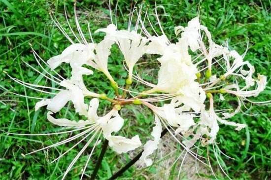 白花石蒜的花语和传说 代表无尽思念和绝望爱情