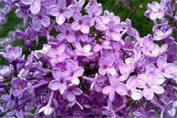 丁香花在北方能种吗 需要注意什么？