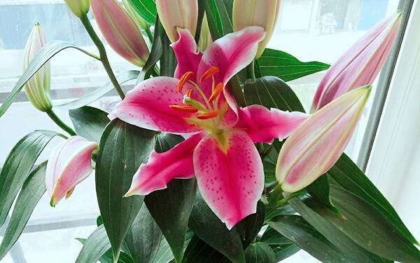 百合花一年开几次花 怎么养开花多