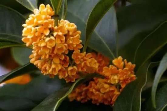 桂花品种有哪些？