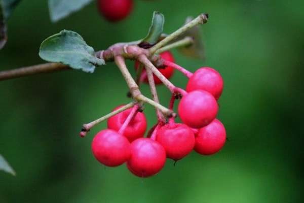 朱砂根怎样换盆